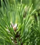 Strauch-Schwarzkiefer - Pinus nigra 'Nana'