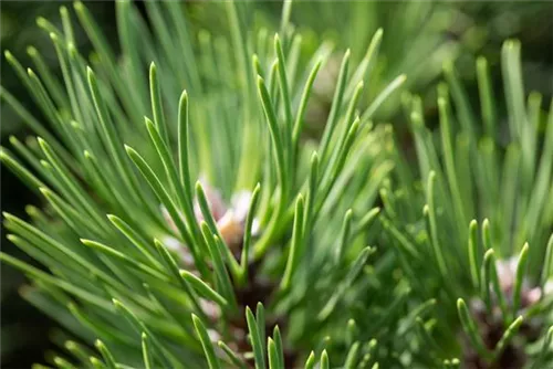 Strauch-Schwarzkiefer - Pinus nigra 'Nana'