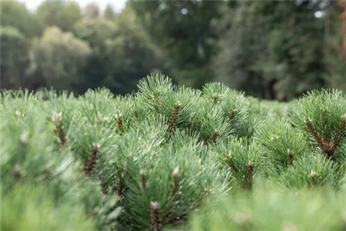 Strauch-Schwarzkiefer - Pinus nigra 'Nana'