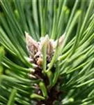 Strauch-Schwarzkiefer - Pinus nigra 'Nana'