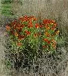 Garten-Sonnenbraut - Helenium x cult.'Baudirektor Linne'