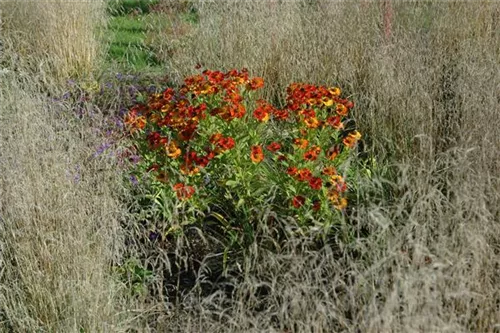 Garten-Sonnenbraut - Helenium x cult.'Baudirektor Linne'