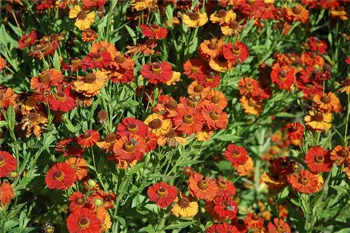 Garten-Sonnenbraut - Helenium x cult.'Baudirektor Linne'