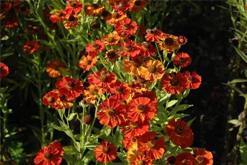 Garten-Sonnenbraut - Helenium x cult.'Baudirektor Linne'