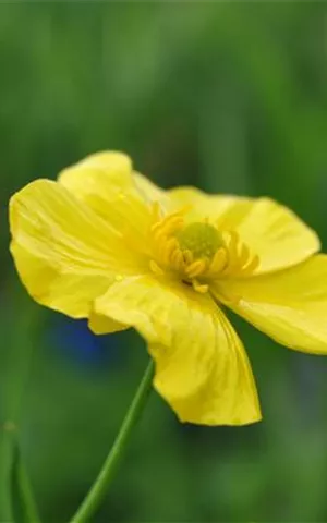 Ranunculus lingua