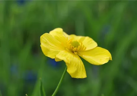 Ranunculus lingua - Zungen-Hahnenfuß