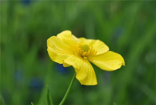 Zungen-Hahnenfuß - Ranunculus lingua