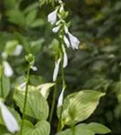 Duftende Garten-Lilien-Funkie - Hosta plantaginea 'Royal Standard'