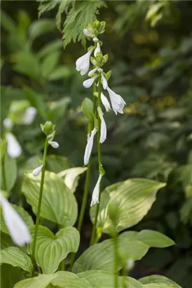 Duftende Garten-Lilien-Funkie - Hosta plantaginea 'Royal Standard'