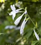 Duftende Garten-Lilien-Funkie - Hosta plantaginea 'Royal Standard'