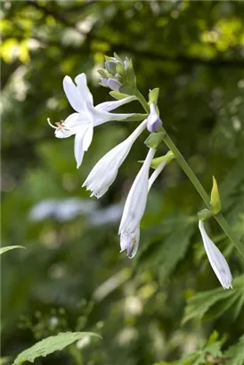 Duftende Garten-Lilien-Funkie - Hosta plantaginea 'Royal Standard'