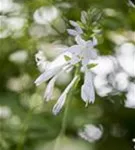 Duftende Garten-Lilien-Funkie - Hosta plantaginea 'Royal Standard'