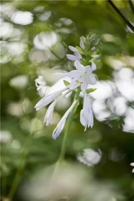 Duftende Garten-Lilien-Funkie - Hosta plantaginea 'Royal Standard'