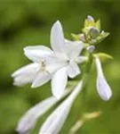 Duftende Garten-Lilien-Funkie - Hosta plantaginea 'Royal Standard'