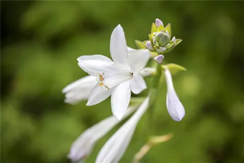 Duftende Garten-Lilien-Funkie - Hosta plantaginea 'Royal Standard'