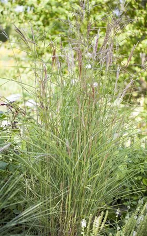 Miscanthus sinensis 'Kleine Fontäne'