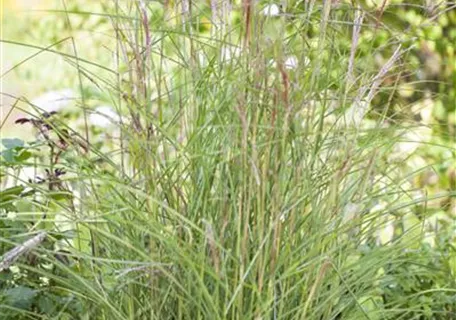 Miscanthus sinensis 'Kleine Fontäne' - Garten-Chinaschilf, Garten-Landschilf