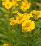 Garten-Sonnenbraut - Helenium x cult.'Kanaria'