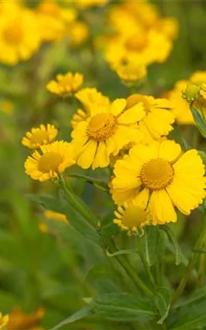 Helenium x cult.'Kanaria'