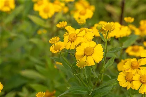 Garten-Sonnenbraut - Helenium x cult.'Kanaria'