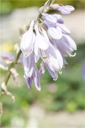 Siebolds Funkie - Hosta sieboldiana