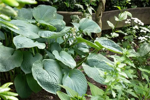 Große, blaugraue Garten-Funkie - Hosta sieboldiana 'Big Daddy'