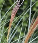 Garten-Chinaschilf, Garten-Landschilf - Miscanthus sinensis 'Kleine Silberspinne'