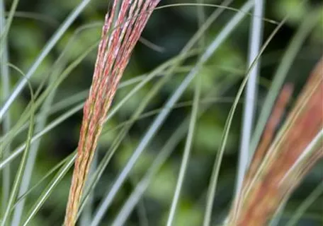 Miscanthus sinensis 'Kleine Silberspinne' - Garten-Chinaschilf, Garten-Landschilf