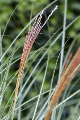 Garten-Chinaschilf, Garten-Landschilf - Miscanthus sinensis 'Kleine Silberspinne'