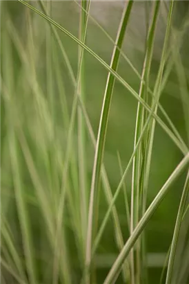 Garten-Chinaschilf, Garten-Landschilf - Miscanthus sinensis 'Kleine Silberspinne'