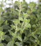 Garten-Dost - Origanum vulgare 'Polyphant'