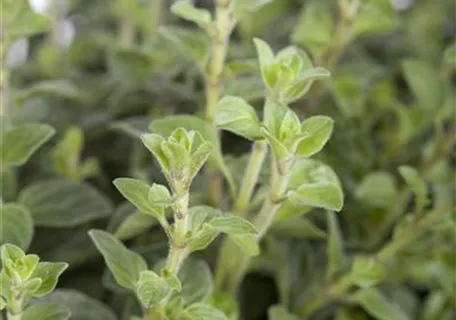 Origanum vulgare - Gewöhnlicher Dost, Wilder Majoran