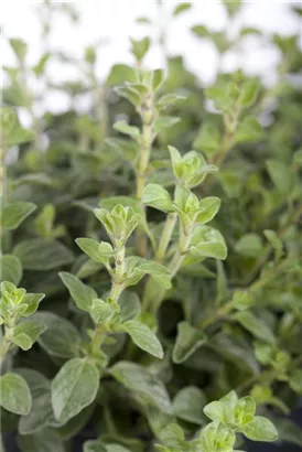 Garten-Dost - Origanum vulgare 'Polyphant'