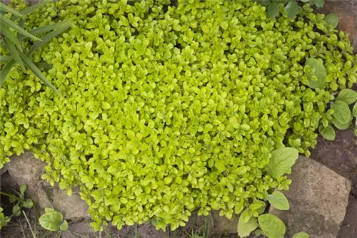 Garten-Dost - Origanum vulgare 'Polyphant'