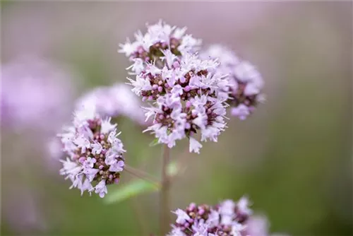 Garten-Dost - Origanum vulgare 'Polyphant'