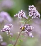 Garten-Dost - Origanum vulgare 'Polyphant'