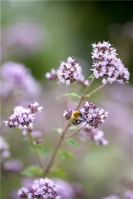 Garten-Dost - Origanum vulgare 'Polyphant'