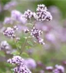 Garten-Dost - Origanum vulgare 'Polyphant'