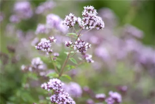 Garten-Dost - Origanum vulgare 'Polyphant'