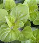 Garten-Dost - Origanum vulgare 'Polyphant'