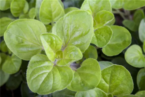 Garten-Dost - Origanum vulgare 'Polyphant'