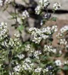 Garten-Dost - Origanum vulgare 'Polyphant'