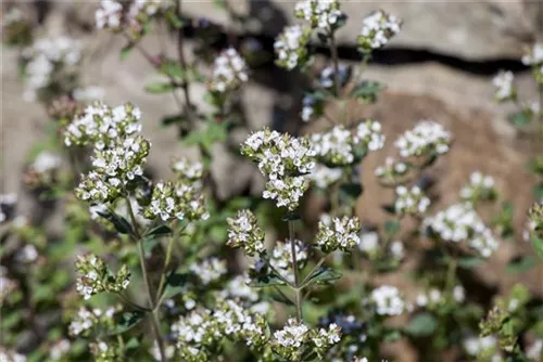 Garten-Dost - Origanum vulgare 'Polyphant'