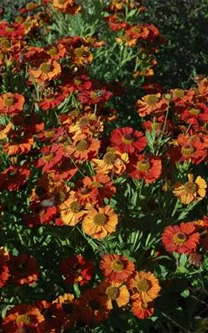 Helenium x cult.'Moerheim Beauty'