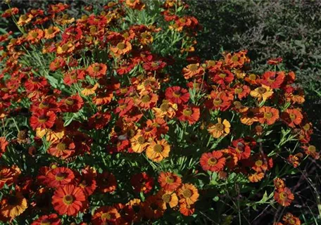 Helenium x cult.'Moerheim Beauty' - Garten-Sonnenbraut