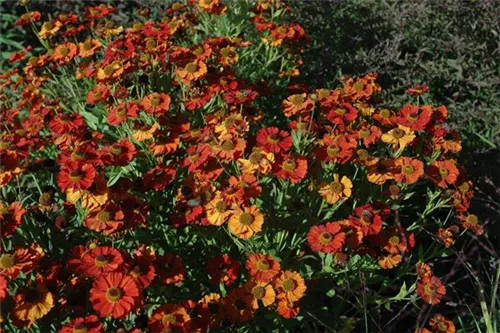 Garten-Sonnenbraut - Helenium x cult.'Moerheim Beauty'