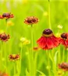 Garten-Sonnenbraut - Helenium x cult.'Moerheim Beauty'