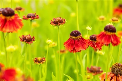 Garten-Sonnenbraut - Helenium x cult.'Moerheim Beauty'