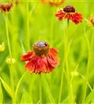 Garten-Sonnenbraut - Helenium x cult.'Moerheim Beauty'