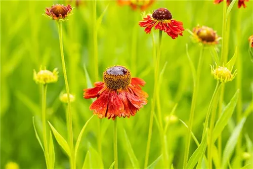 Garten-Sonnenbraut - Helenium x cult.'Moerheim Beauty'